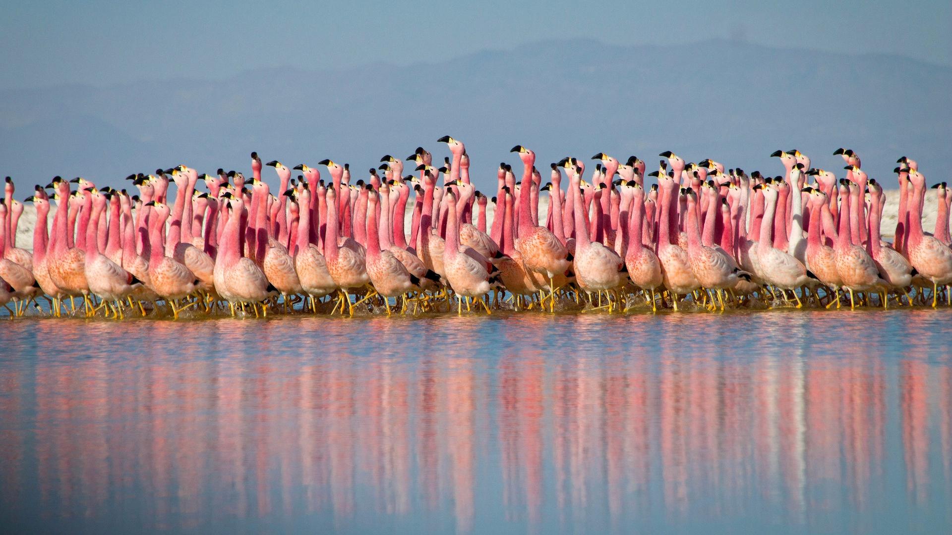 Planet Earth II