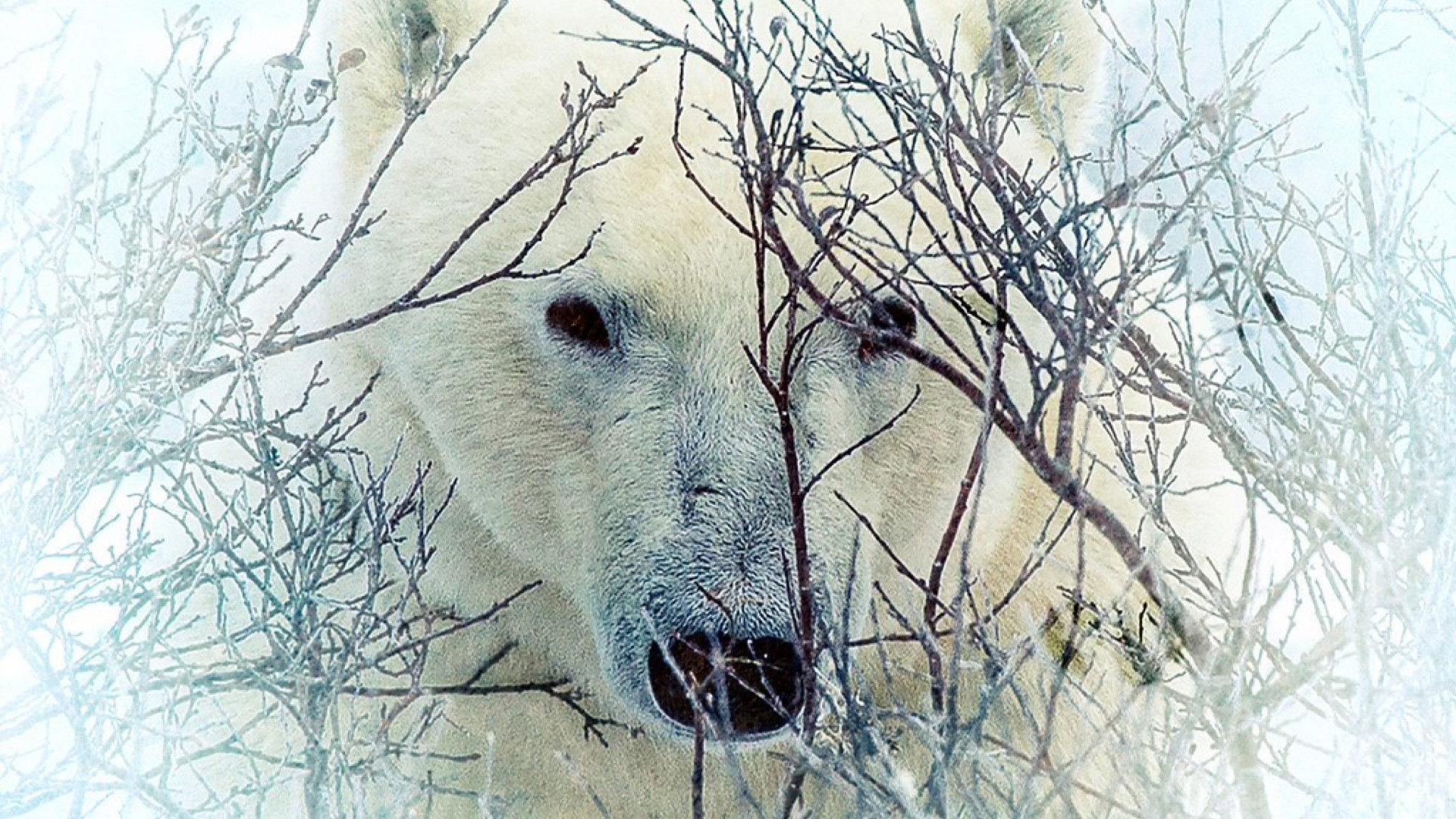 Where the Polar Bears Wait
