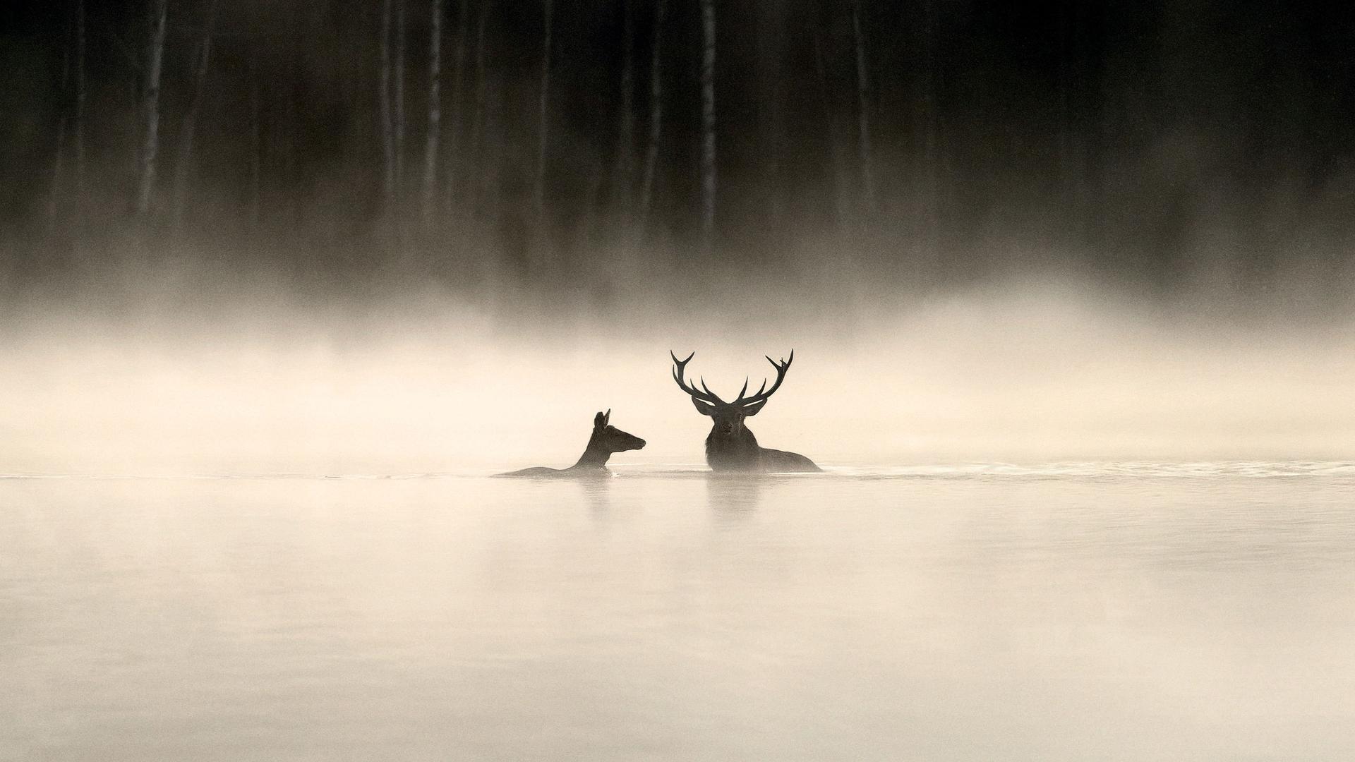 Whispers in the Woods