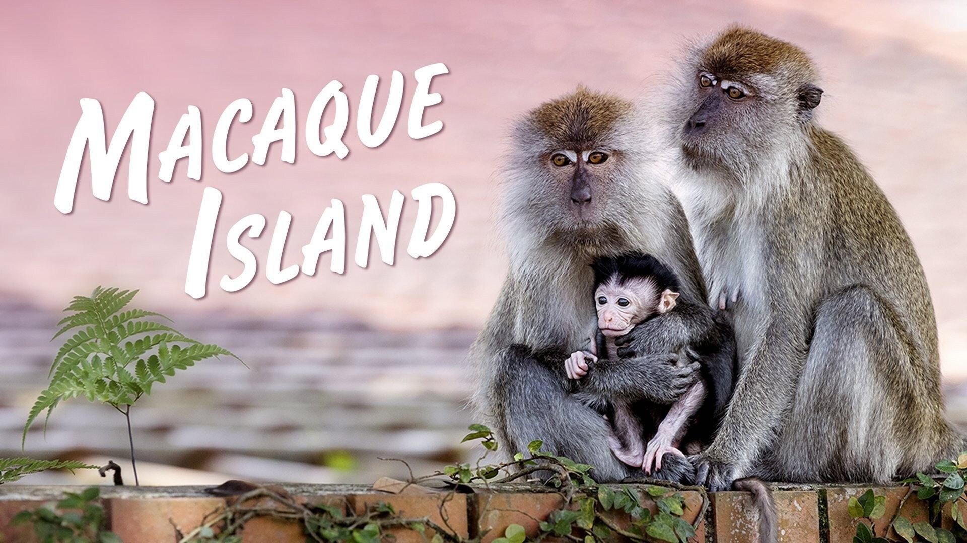 Macaque Island