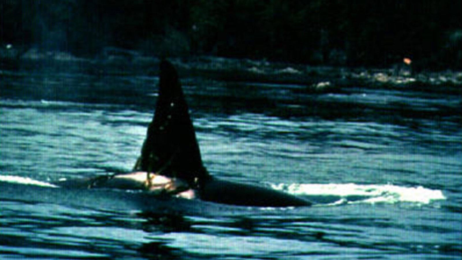 Island of Whales