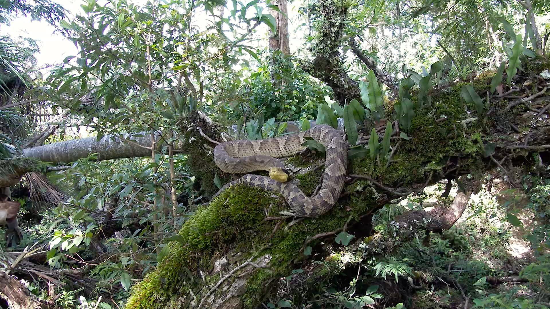 The Unknown Snake of Bolivia