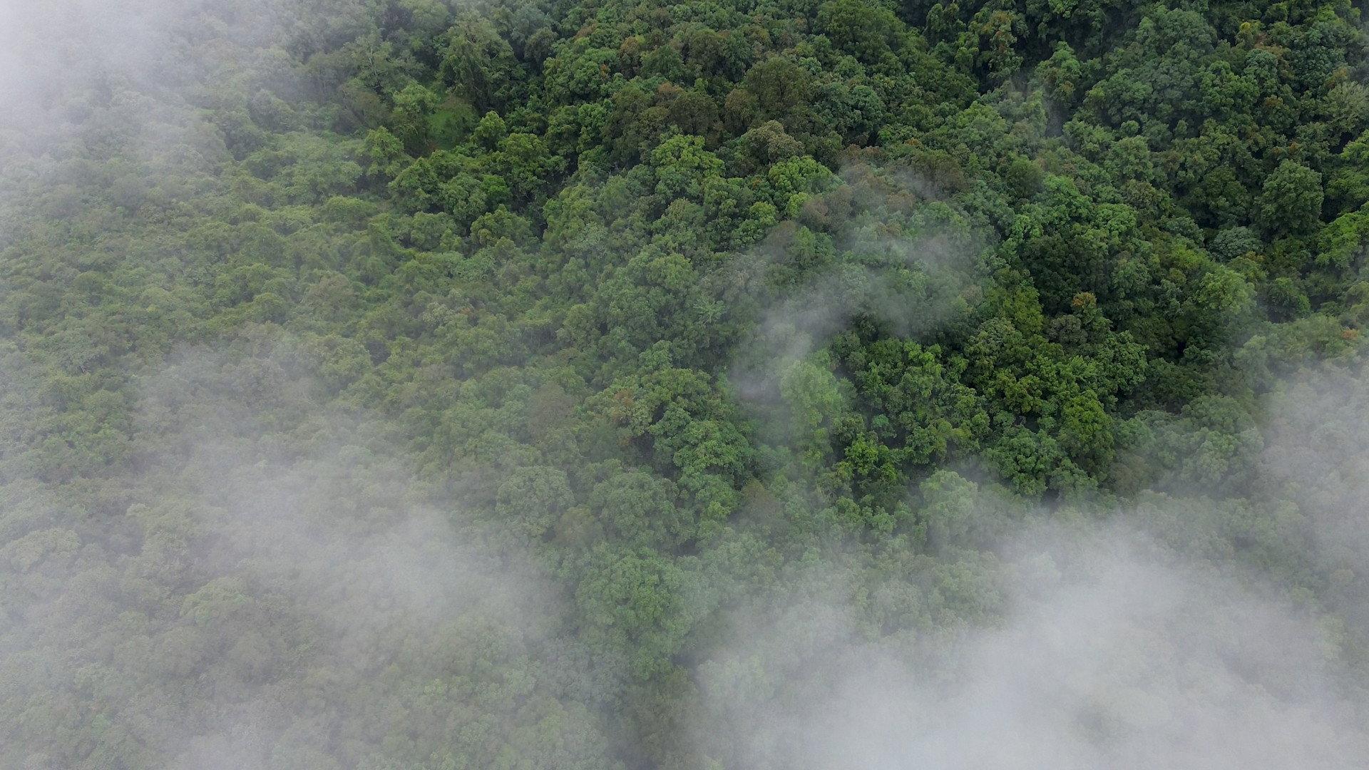 El bosque entre la niebla