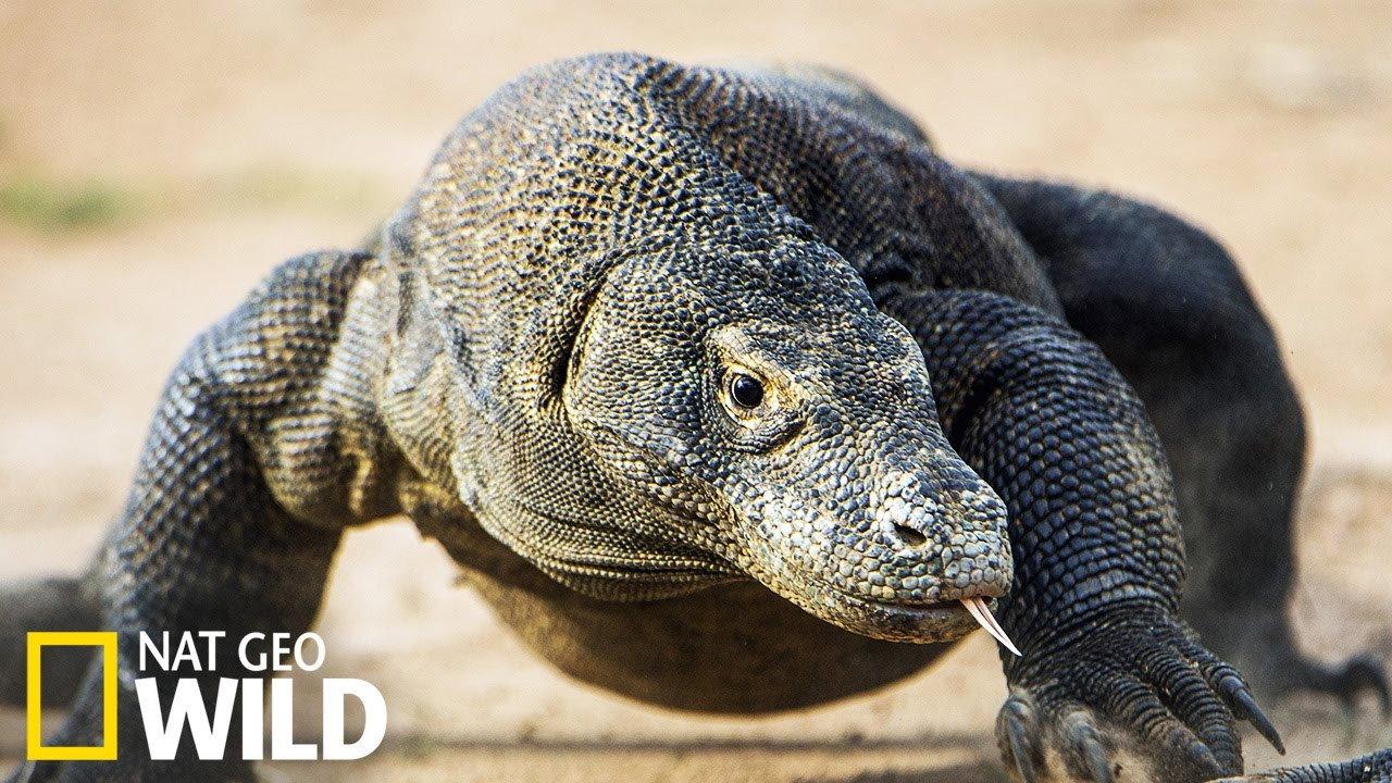 Les monstres de Komodo : une histoire d'amour