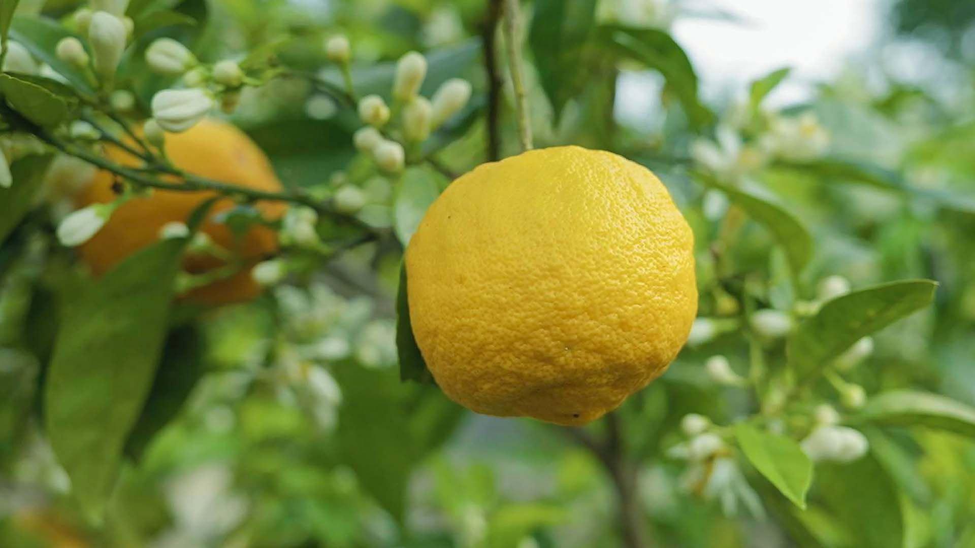 Die Welt der Zitrusfrüchte